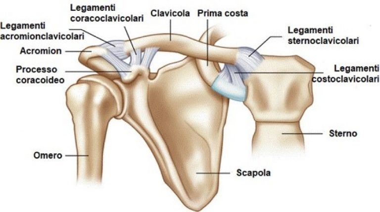 Struttura scheletrica spalla